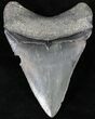 Sharp Megalodon Tooth - Venice, Florida #21679-2